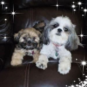 Meet your Posher, Theresa